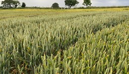 Strategic Cereal Farm Harvest 2022 Results